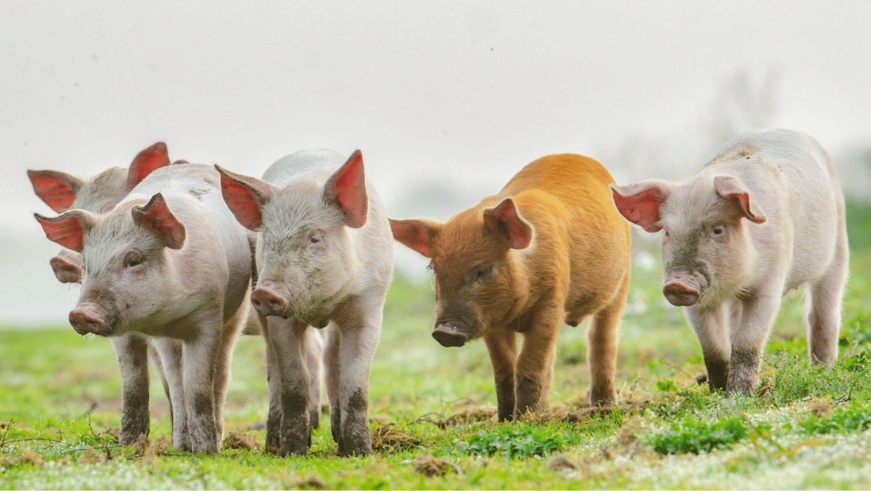 News article entitled Immediate measures have been introduced to protect pig farmers and industry from an African swine fever (ASF) outbreak.