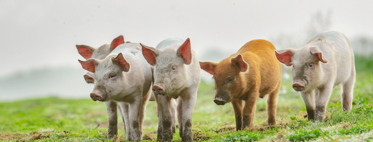 News article entitled Immediate measures have been introduced to protect pig farmers and industry from an African swine fever (ASF) outbreak.